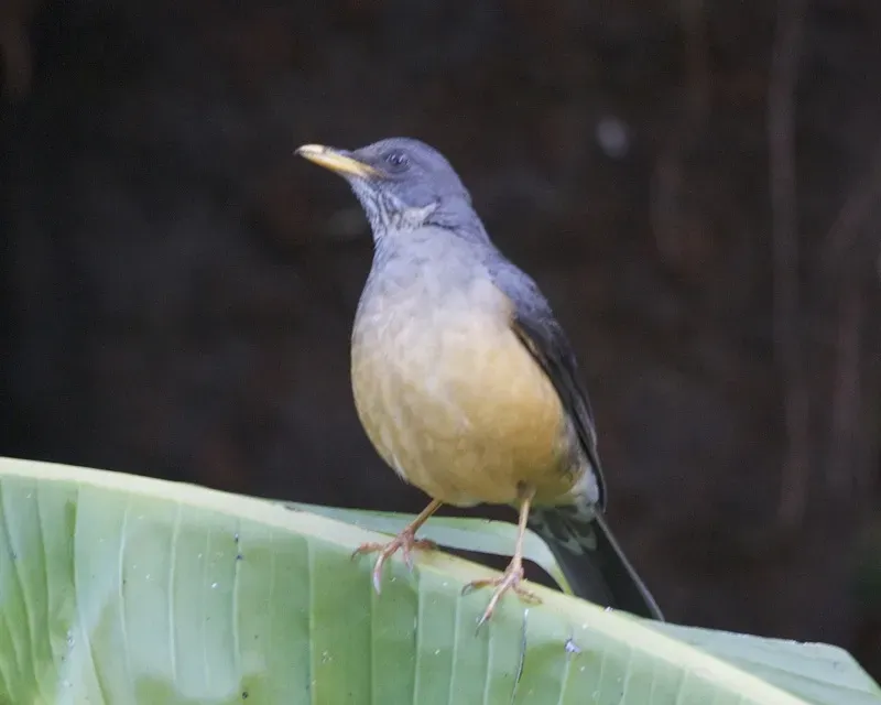 File:Turdus olivaceus 1.jpg