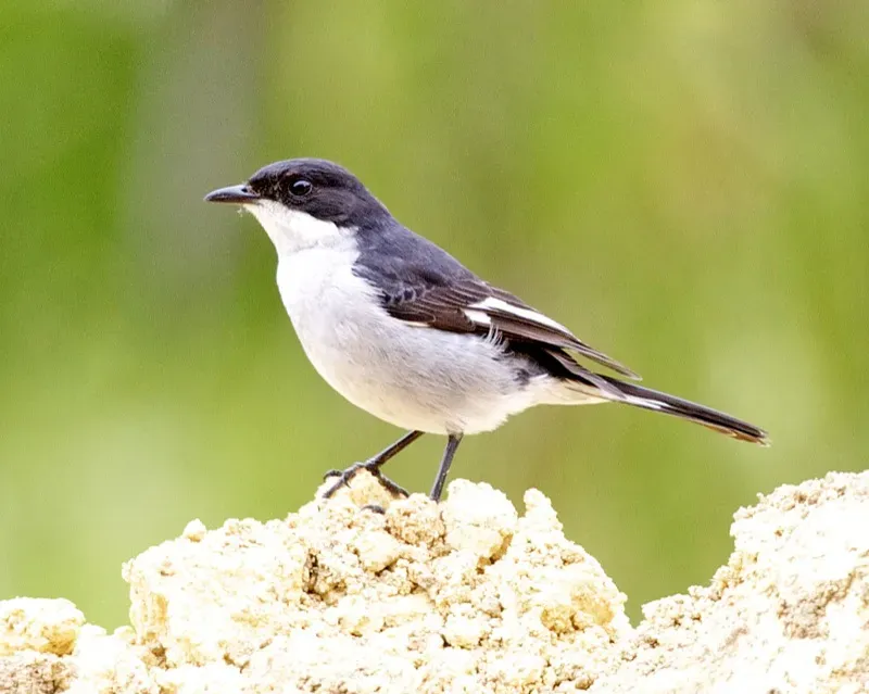 File:Sigelus silens 1.jpg