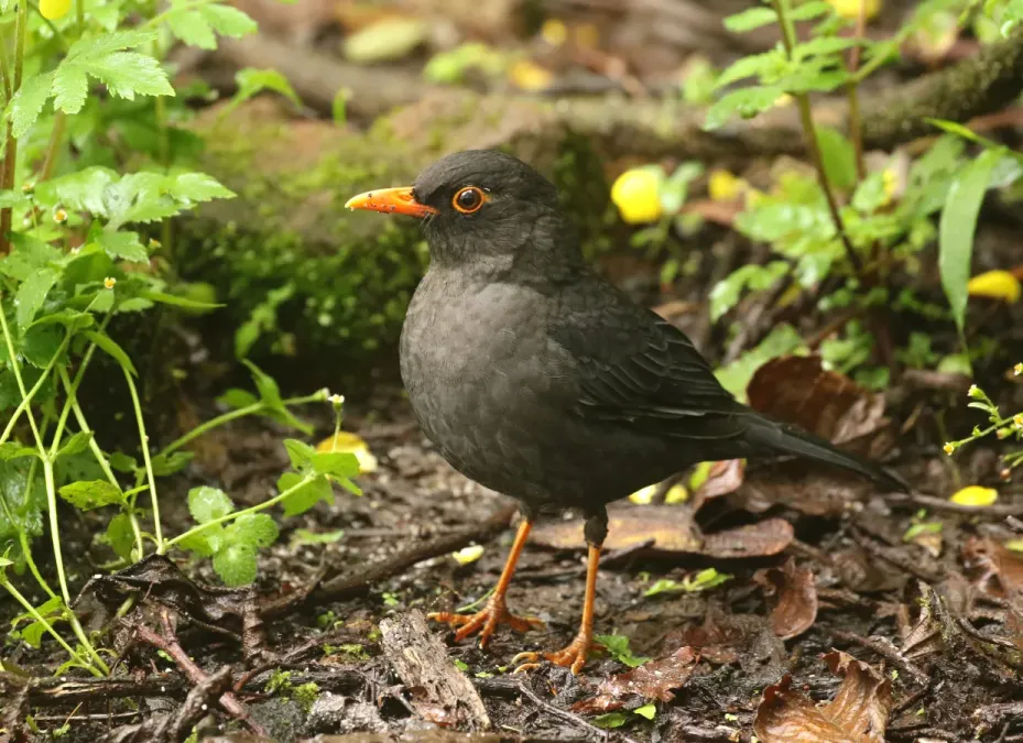 File:Turdus simillimus-Indian blackbird.jpg
