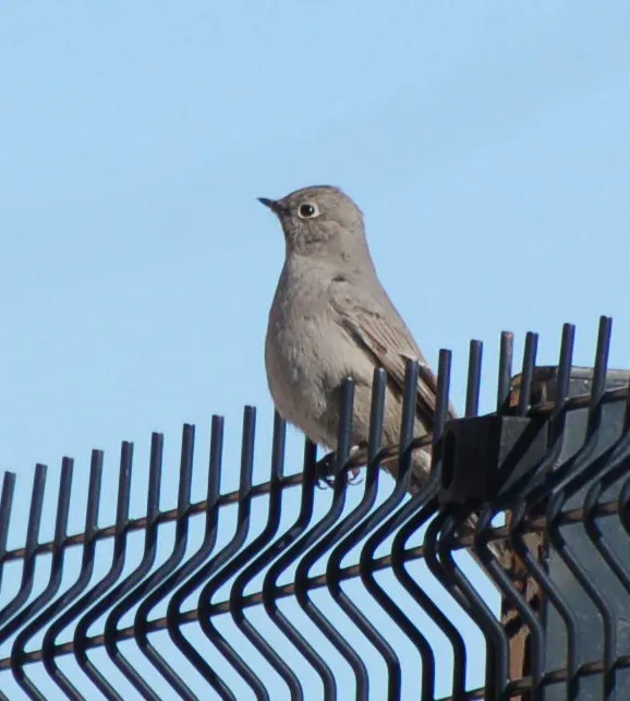 File:Myadestes townsendi Dobak.jpg