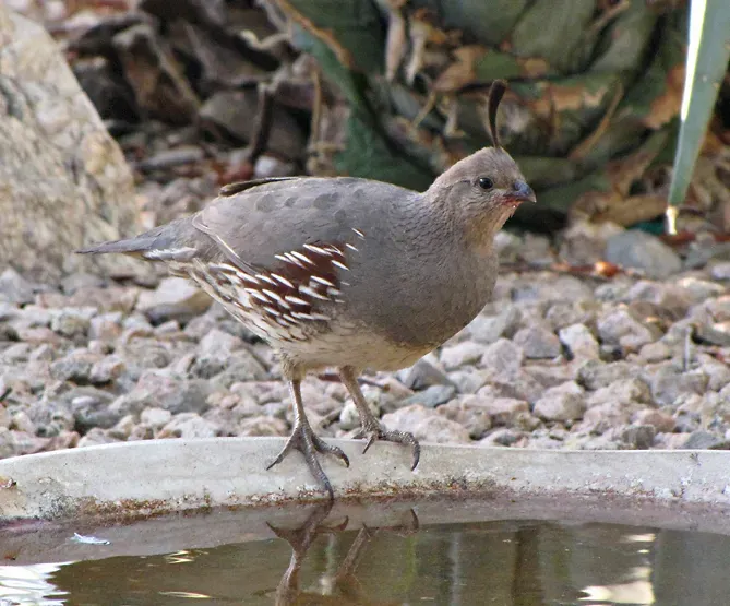 File:Callipepla gambelii female 1.jpg
