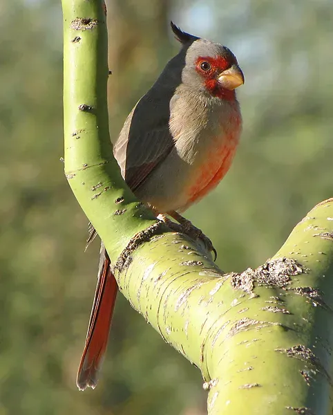 File:Cardinalis sinuatus 2.jpg