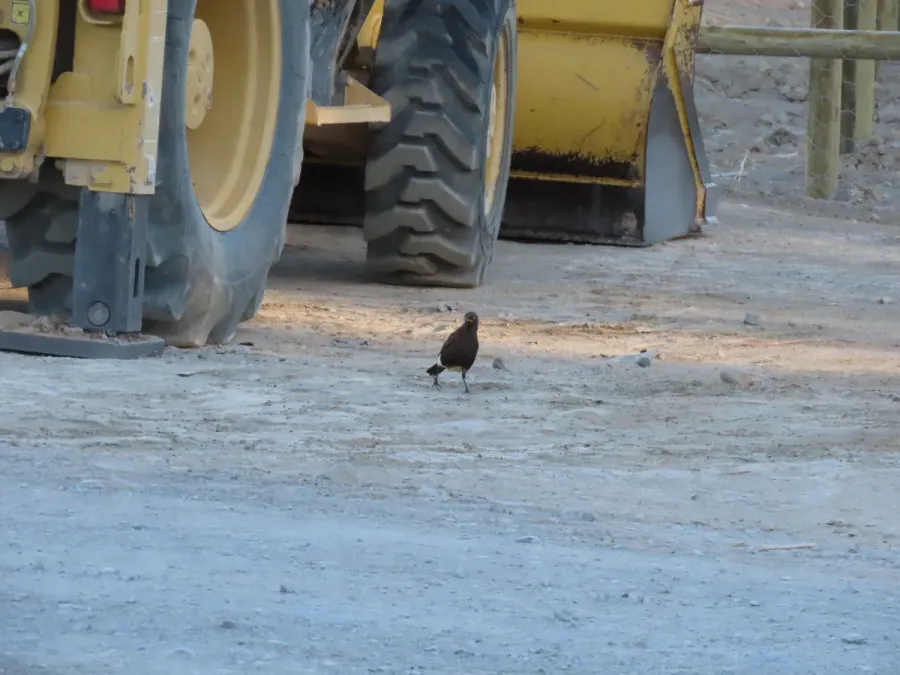 File:African pied starling Lamprotornis bicolor IMG 7578c.jpg