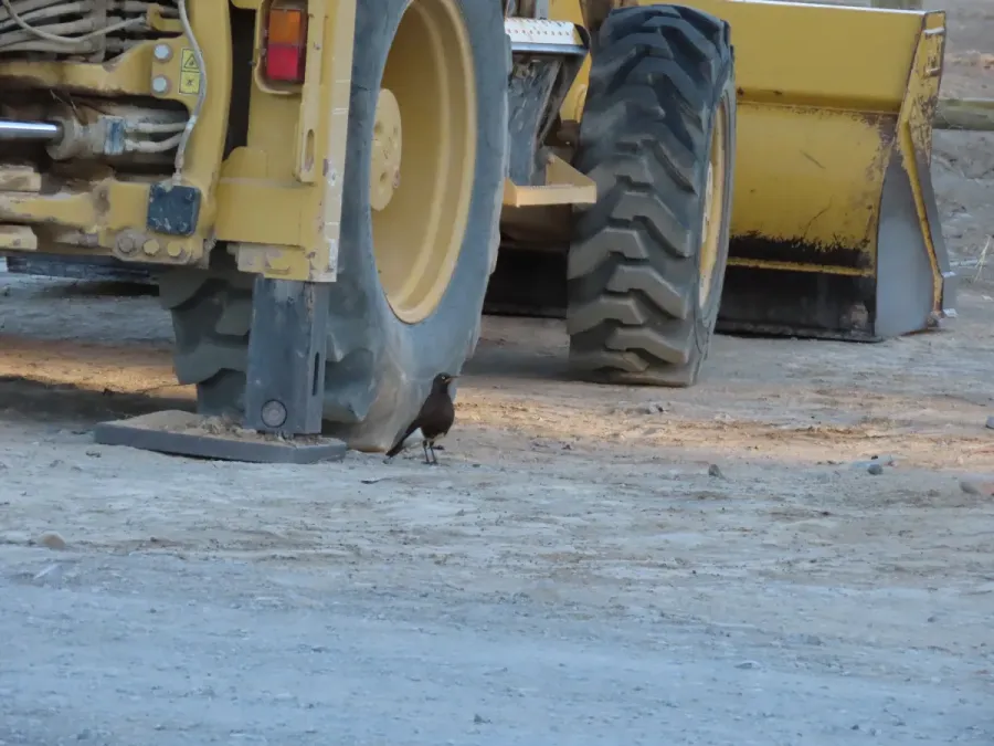 File:African pied starling Lamprotornis bicolor IMG 7574c.jpg