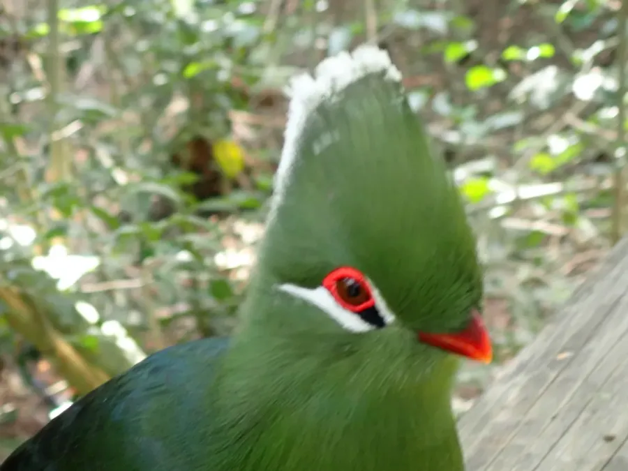File:Tauraco corythaix corythaix 22449265.jpg