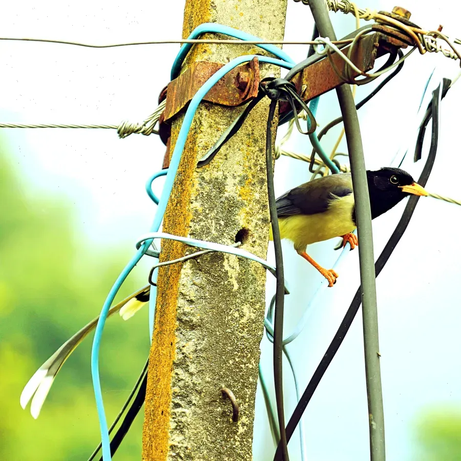 File:Yellow-billed blue magpie or gold-billed magpie (Urocissa flavirostris), Kandwari village, Palampur, Himachal Pradesh, (Himalayas), INDIA.jpg