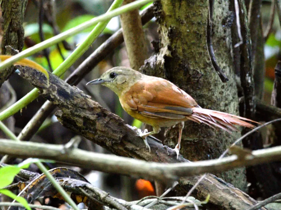 File:Synallaxis albilora.jpg