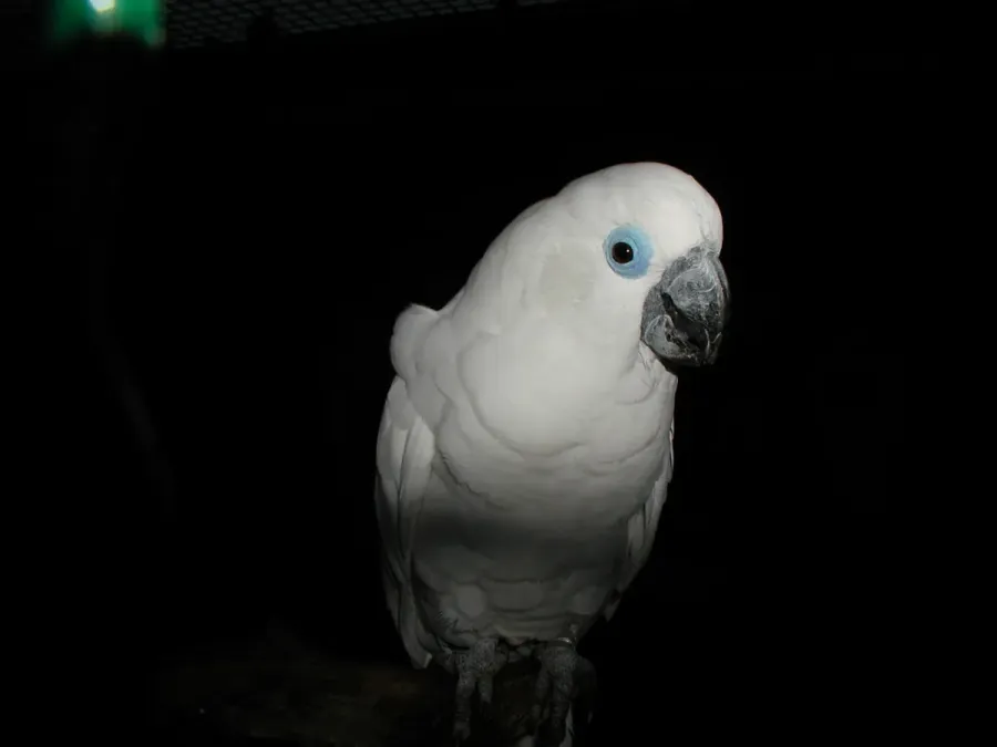 File:Cacatua ophthalmica -Vogelpark Walsrode-6a.jpg
