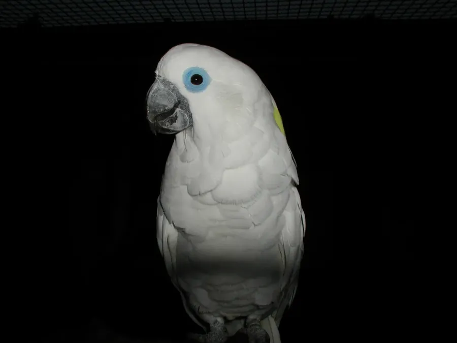 File:Cacatua ophthalmica -Vogelpark Walsrode-6b.jpg