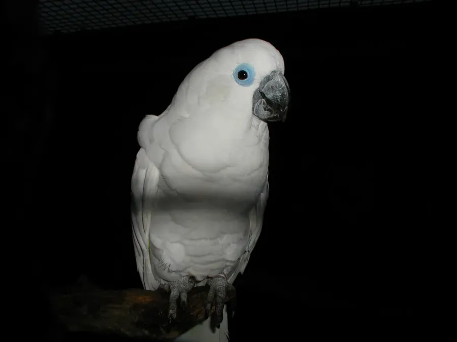 File:Cacatua ophthalmica -Vogelpark Walsrode-6c.jpg