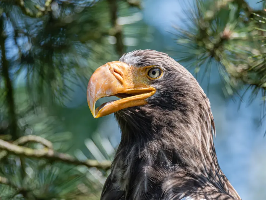 File:Haliaeetus pelagicus Riesenseeadler-3381.jpg