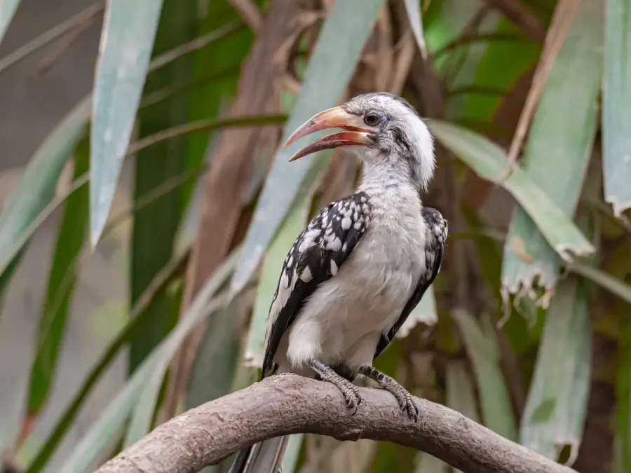 File:Tockus erythrorhynchus Rotschnabeltoko-3247.jpg