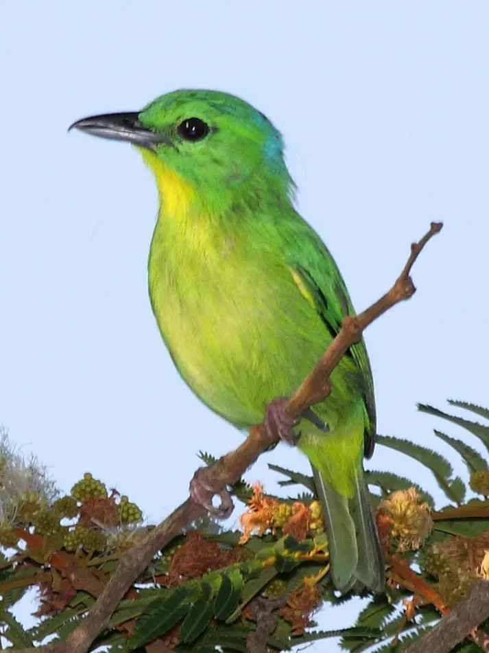 File:Vireolanius pulchellus -Panama-8a 2.jpg