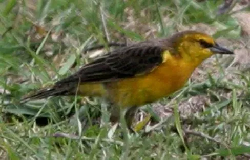File:Xanthopsar flavus 1.jpg