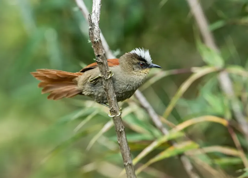 File:Cranioleuca marcapatae - Marcapata Spinetail (ssp. weskei).jpg