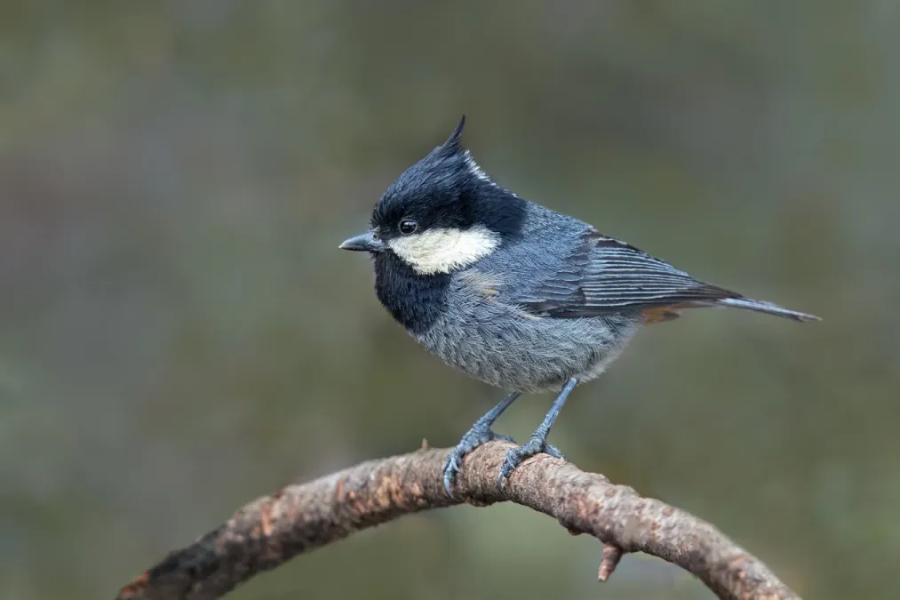 File:Periparus rubidiventris, Garze Tibetan Autonomous Prefecture, Sichuan 2.jpg