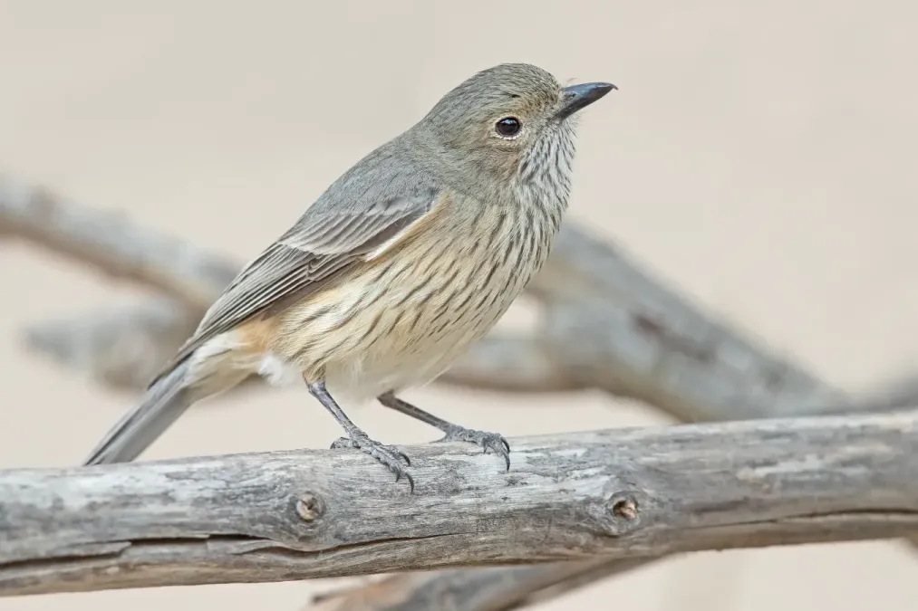 File:Pachycephala rufiventris female - Glen Davis.jpg