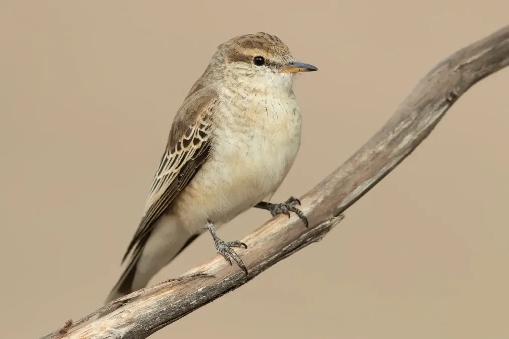 File:Lalage tricolor female - Glen Davis.jpg