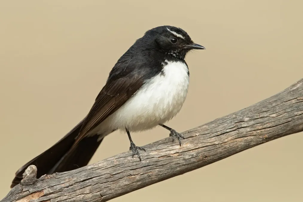 File:Rhipidura leucophrys - Glen Davis.jpg