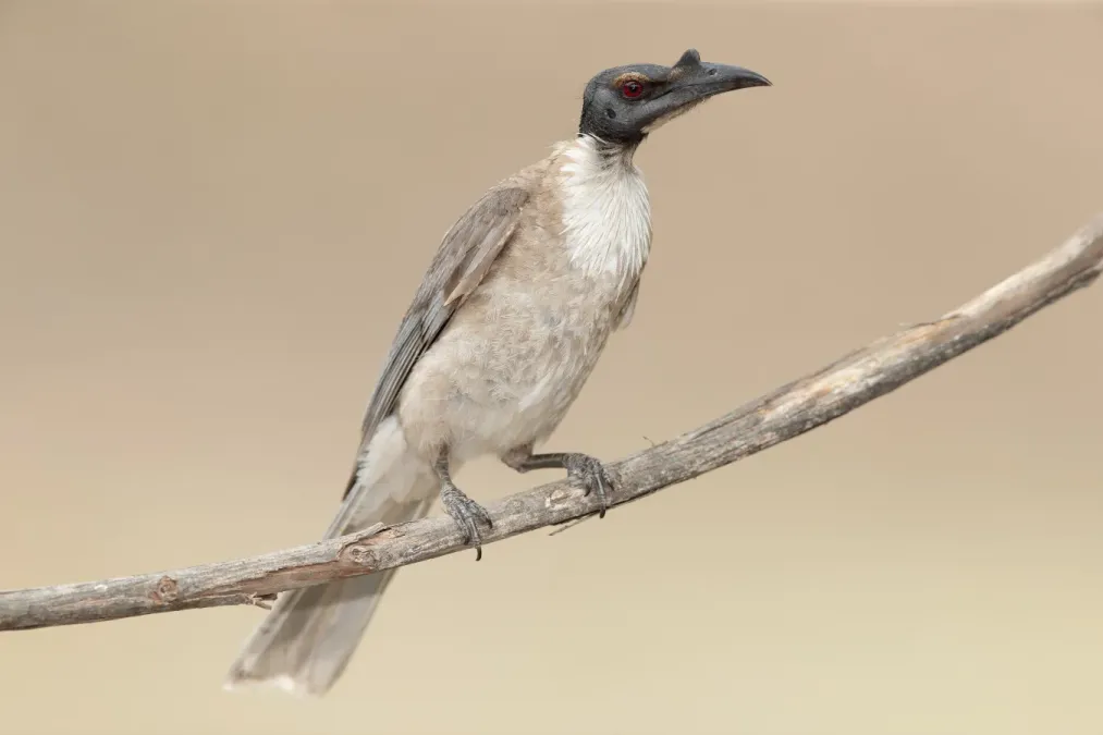 File:Philemon corniculatus 2 - Glen Davis.jpg