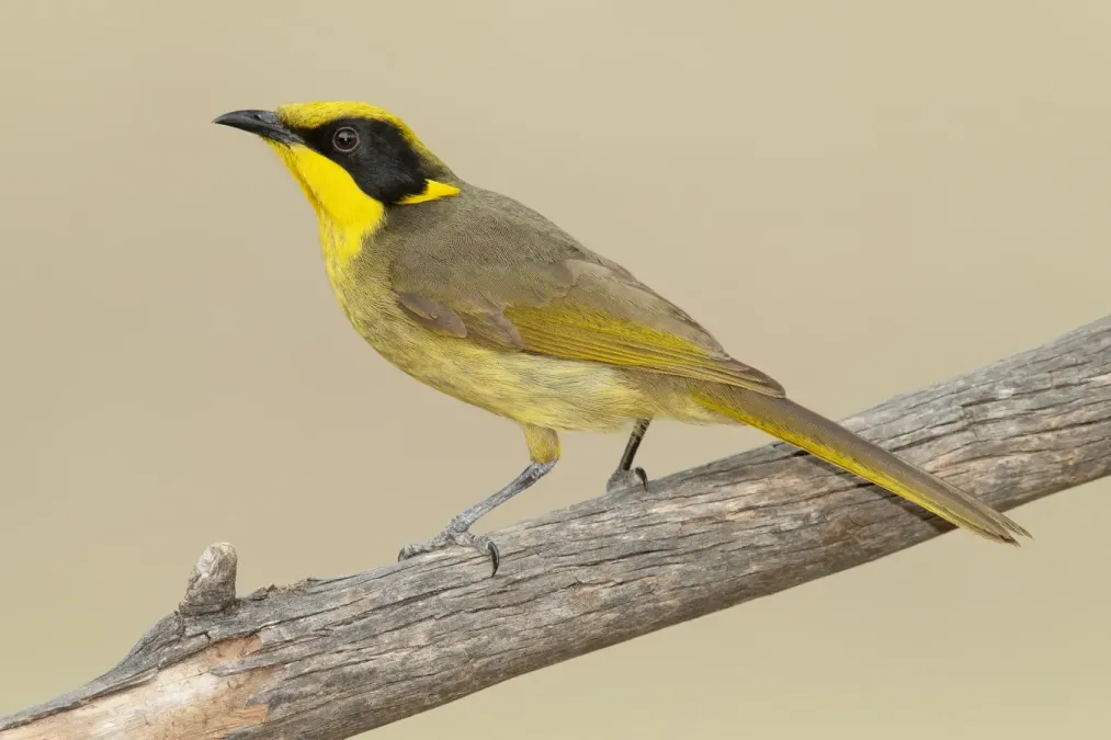 File:Lichenostomus melanops - Glen Davis.jpg