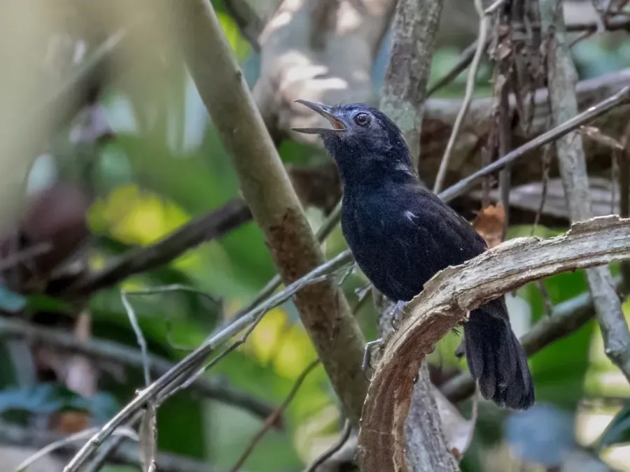 File:Akletos melanoceps - White-shouldered Antbird (male); River Moa, Mancio Lima, Acre, Brazil.jpg