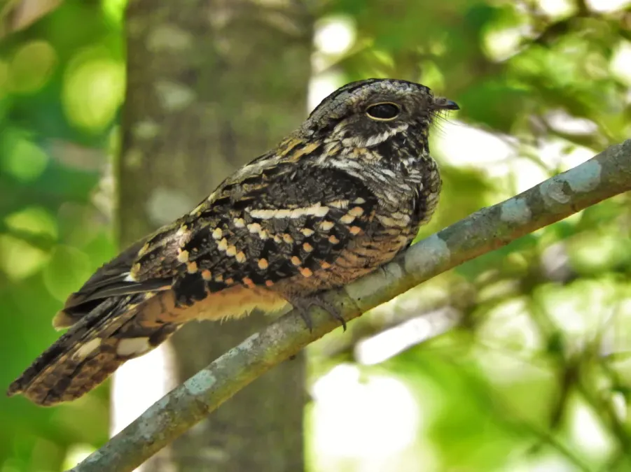 File:Hydropsalis torquata (female).jpg