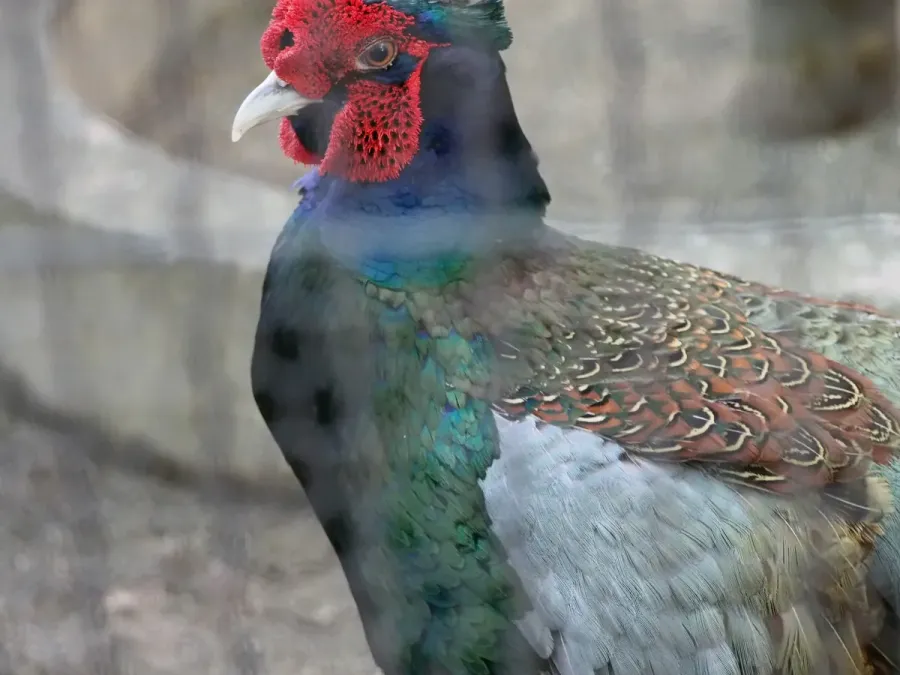 File:Phasianus versicolor Yumemigasaki Zoo P6179338.jpg