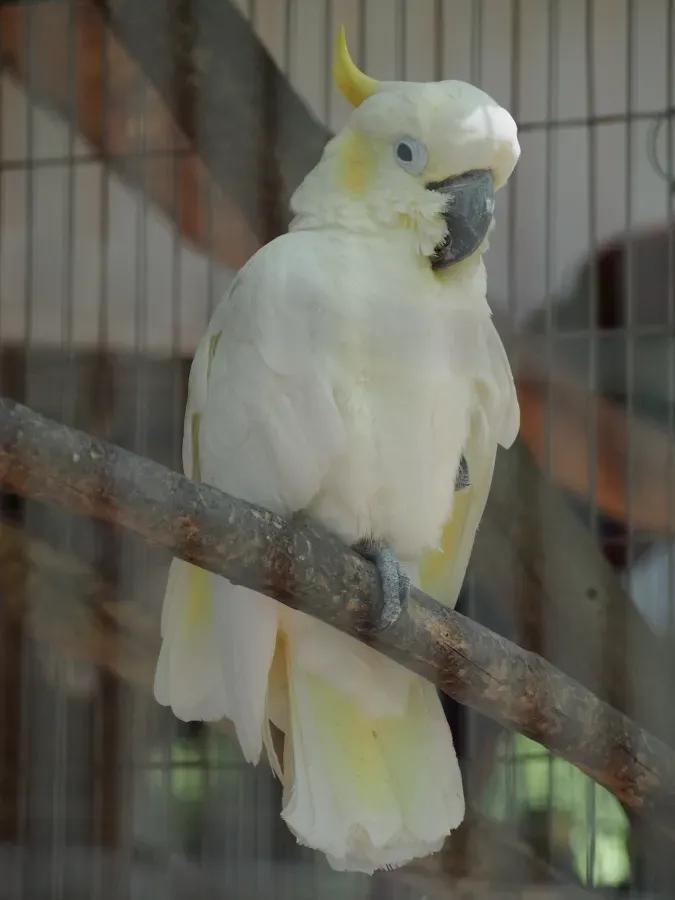 File:Cacatua sulphurea Yumemigasaki Zoo P6179406.jpg