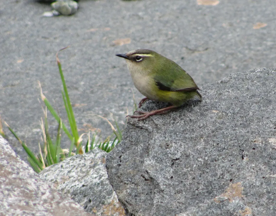 File:Xenicus gilviventris 1250096.jpg