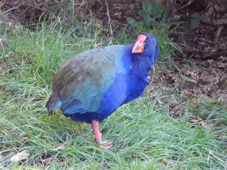 File:Porphyrio hochstetteri 23982582.jpg