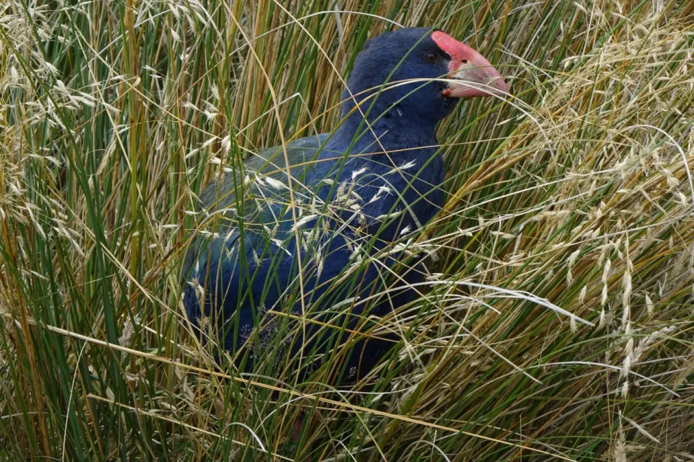 File:Porphyrio hochstetteri 3043606.jpg