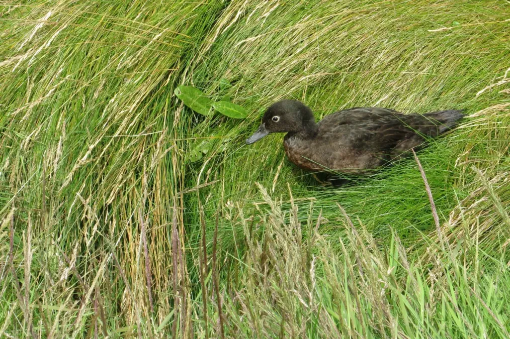 File:Anas aucklandica 1246561.jpg