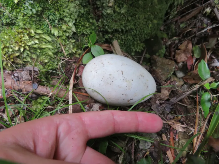 File:Procellaria parkinsoni 13909791.jpg