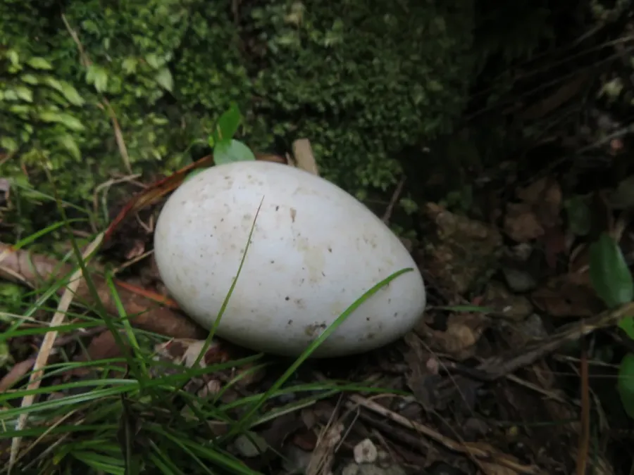 File:Procellaria parkinsoni 13909783.jpg