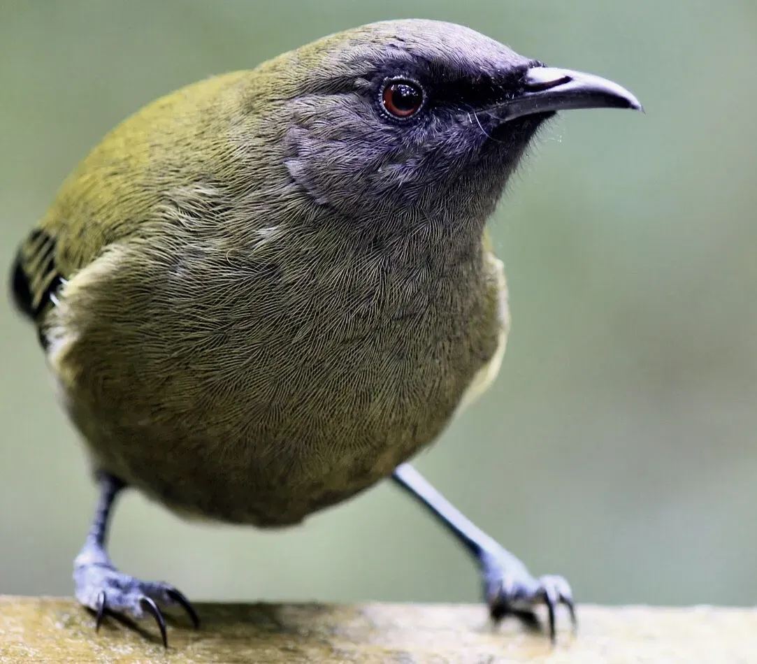File:Anthornis melanura 51266031.jpg