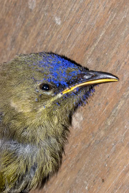 File:Anthornis melanura 27802130.jpg