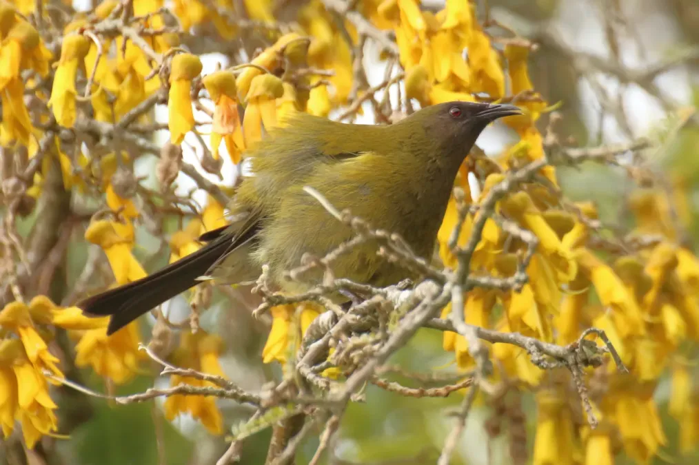 File:Anthornis melanura 25470849.jpg