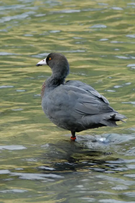 File:Hymenolaimus malacorhynchos 1183003.jpg