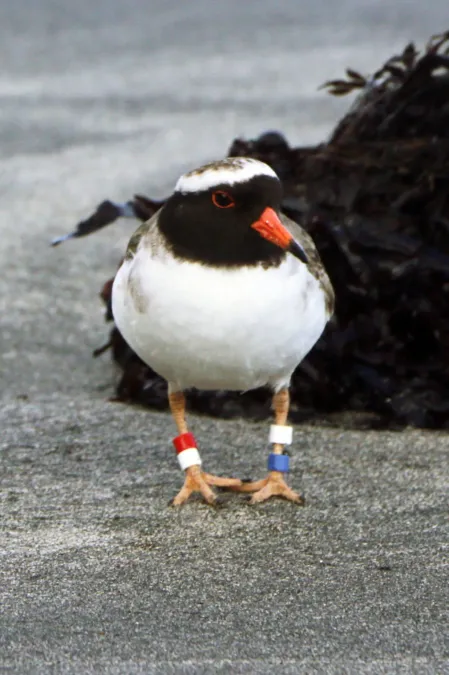 File:Thinornis novaeseelandiae 14360621.jpg
