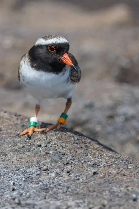 File:Thinornis novaeseelandiae 11959710.jpg