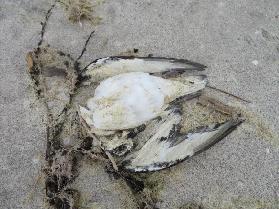 File:Pterodroma cookii 13910964.jpg
