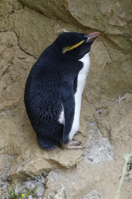 File:Eudyptes pachyrhynchus 31079778.jpg