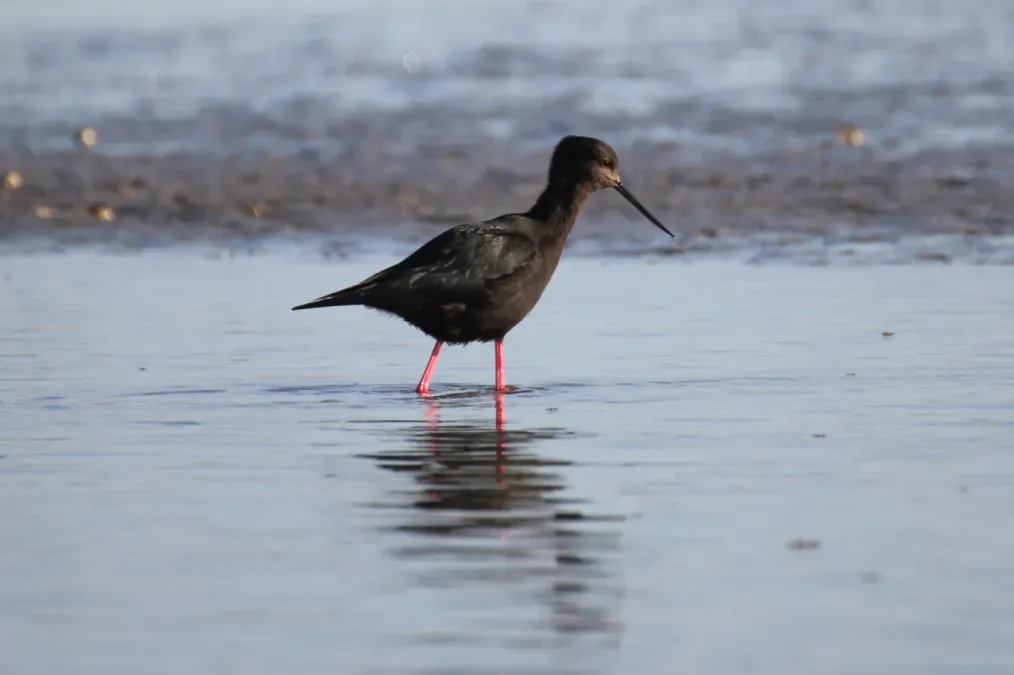 File:Himantopus novaezelandiae 44895383.jpg