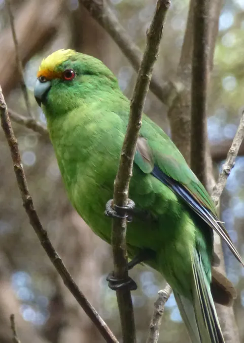 File:Cyanoramphus malherbi 19584876.jpg