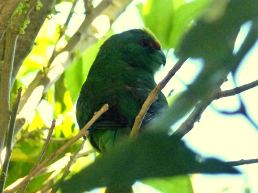 File:Cyanoramphus malherbi 11692598.jpg