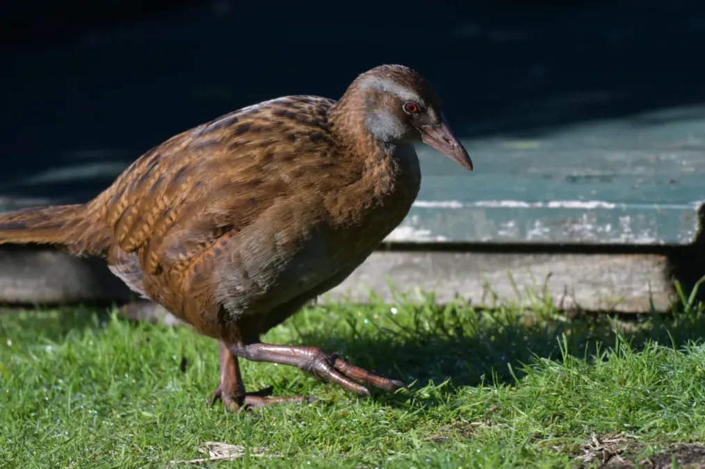 File:Gallirallus australis australis x australis greyi 36134873.jpg