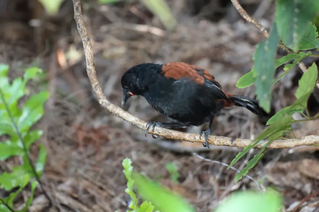 File:Philesturnus carunculatus 36132836.jpg
