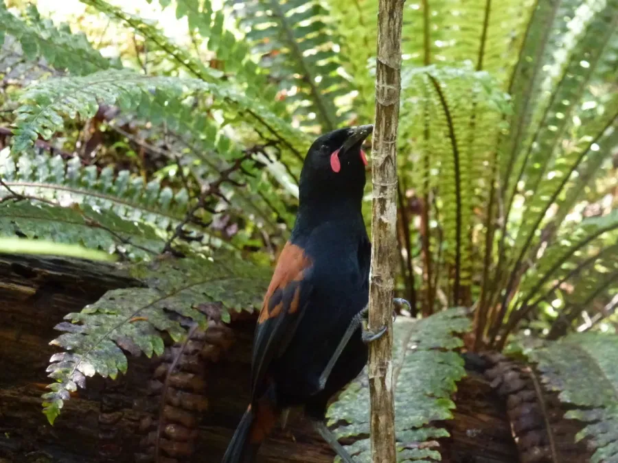 File:Philesturnus carunculatus 1795816.jpg