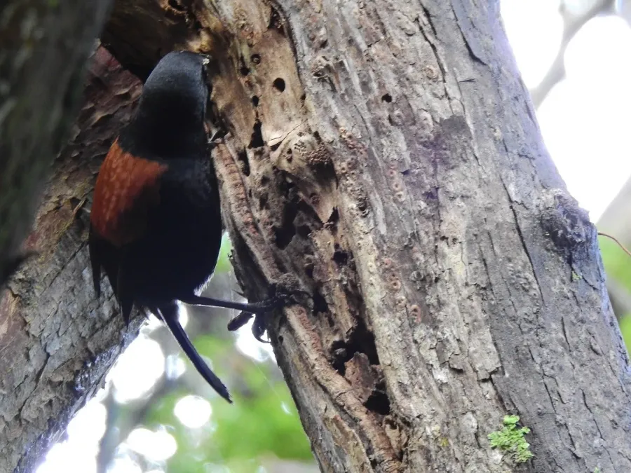 File:Philesturnus carunculatus 9151994.jpg
